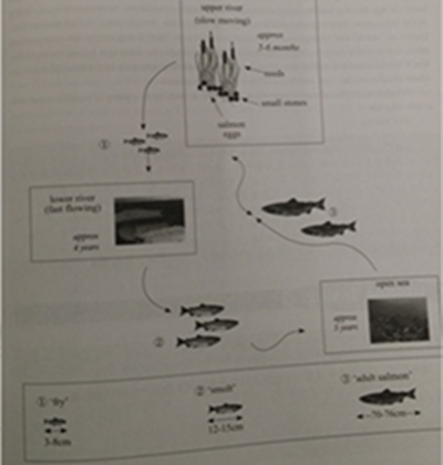 劍橋雅思10寫作test4
