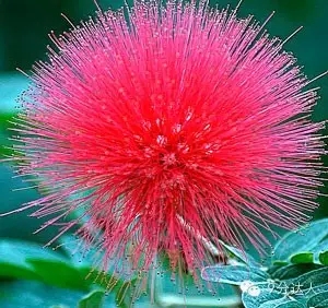 雅思聽力考試素材